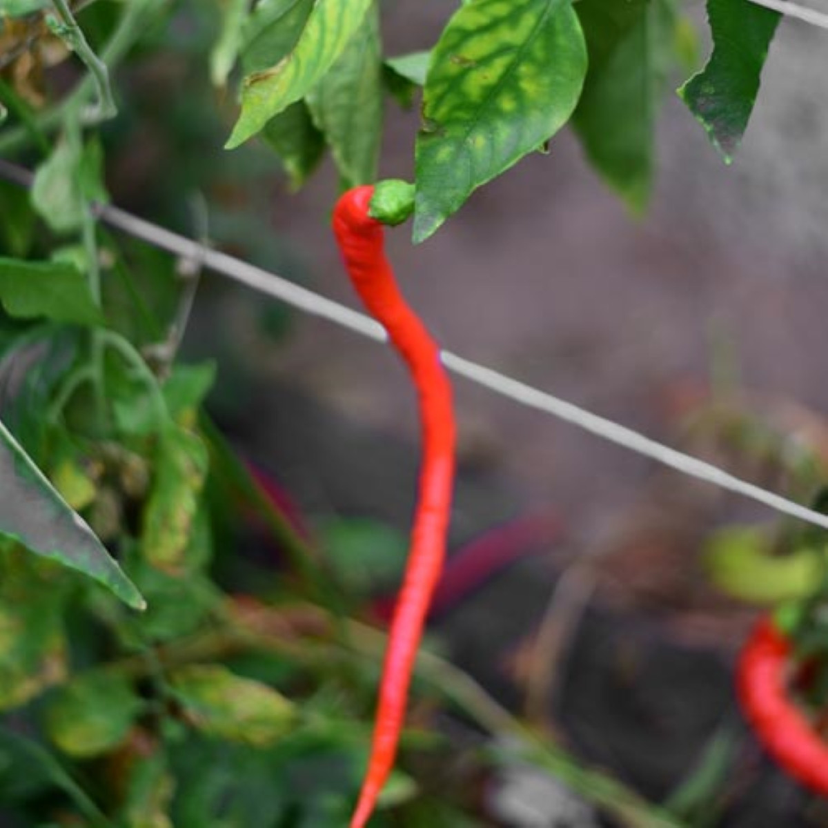 BIO Chilli Corbaci – bio semená čili Capsicum annuum