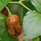 BIO Carolina Reaper Caramel – extrémne pálivé čili