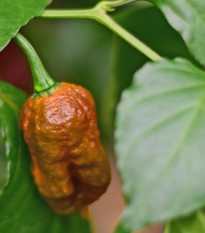 BIO Carolina Reaper Caramel – extrémne pálivé čili