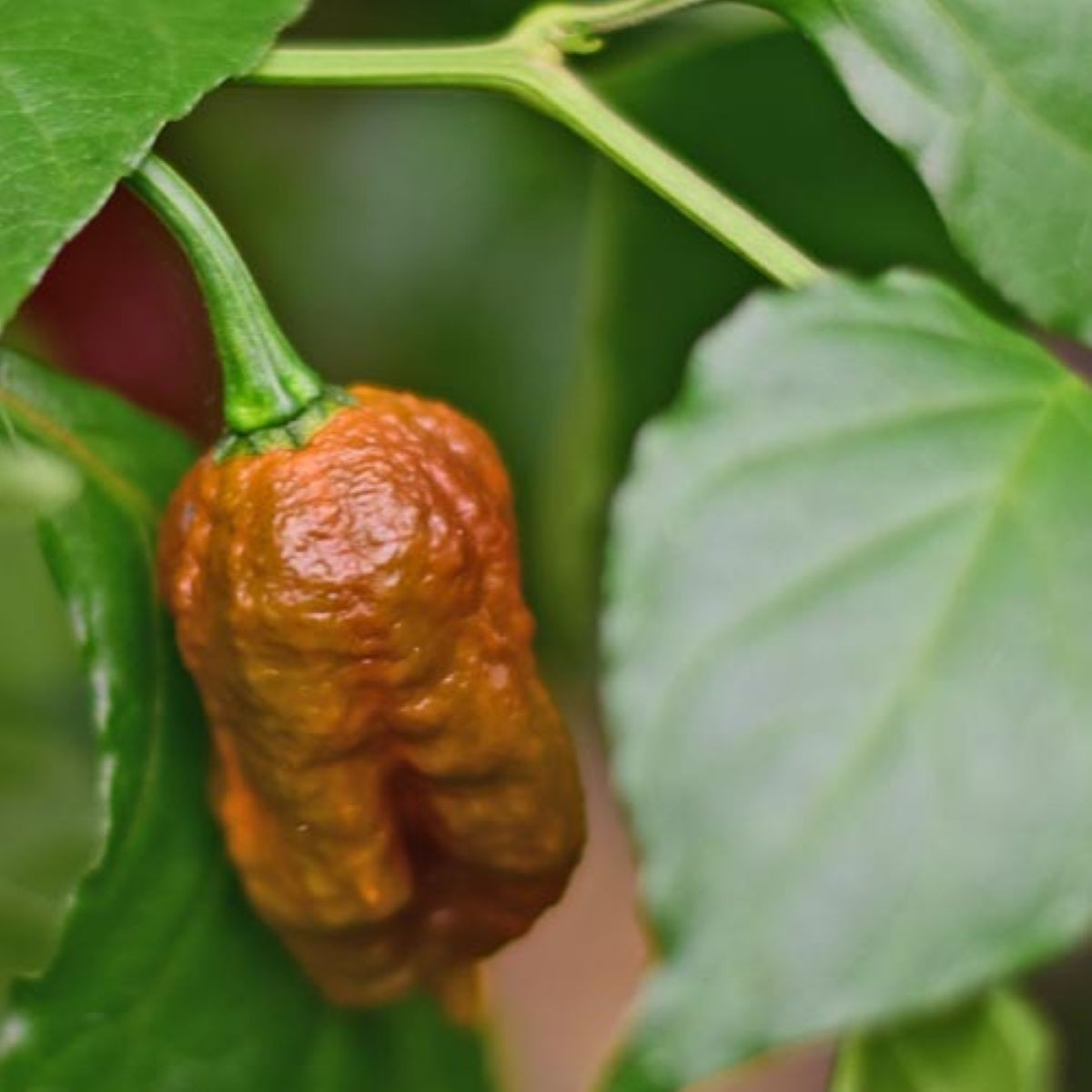 BIO Carolina Reaper Caramel – extrémne pálivé čili