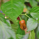 BIO Carolina Reaper Caramel – extrémne pálivé čili