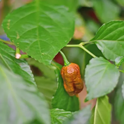 BIO Carolina Reaper Caramel – extrémne pálivé čili