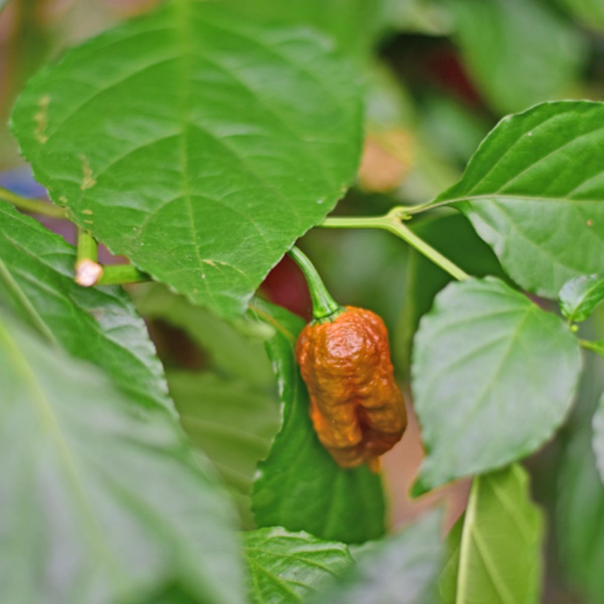 BIO Carolina Reaper Caramel – extrémne pálivé čili