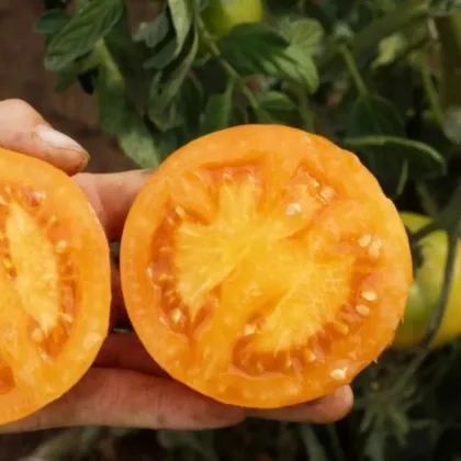 BIO Paradajka Mandaline kolíková - 6 semien