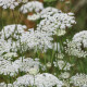 Pakmín väčší Queen of Africa – semená Ammi majus