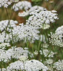 Pakmín väčší Queen of Africa – semená Ammi majus