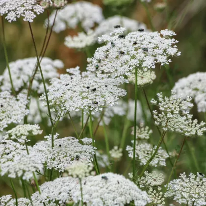 Pakmín väčší Queen of Africa – semená Ammi majus