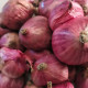 Šalotka Charlotka – Allium cepa L. – semená
