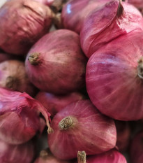 Šalotka Charlotka – Allium cepa L. – semená