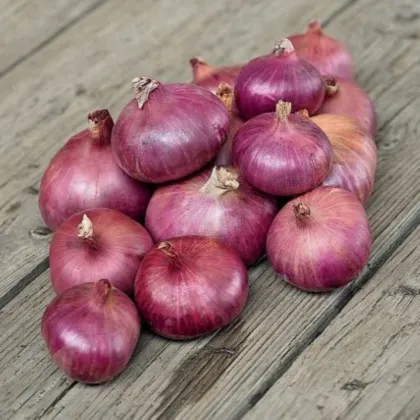 Šalotka Charlotka – Allium cepa L. – semená