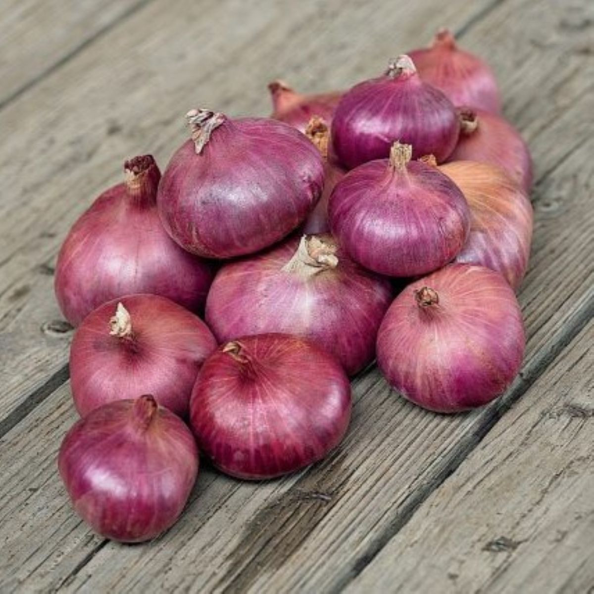 Šalotka Charlotka – Allium cepa L. – semená