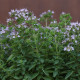 BIO Majorán Origanum majorana – semená na pestovanie