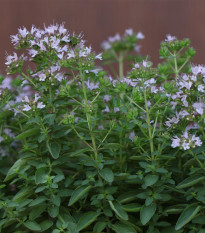 BIO Majorán Origanum majorana – semená na pestovanie