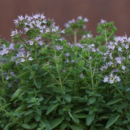 BIO Majorán Origanum majorana – semená na pestovanie