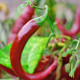 BIO Cayenne Chocolate – 8 semien chilli | Semena.cz