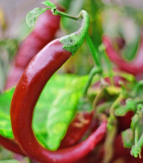 BIO Cayenne Chocolate – 8 semien chilli | Semena.cz