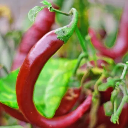 BIO Cayenne Chocolate – 8 semien chilli | Semena.cz
