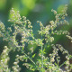 BIO semená paliny ročnej – Artemisia annua