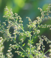 BIO semená paliny ročnej – Artemisia annua