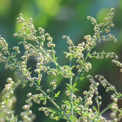 BIO semená paliny ročnej – Artemisia annua