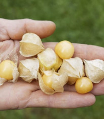 Machovka nízka Dulceria – semená Physalis pruinosa
