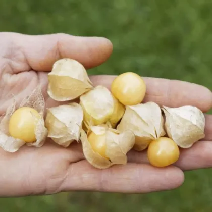 Machovka nízka Dulceria – semená Physalis pruinosa