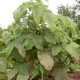 Machovka nízka Dulceria – semená Physalis pruinosa