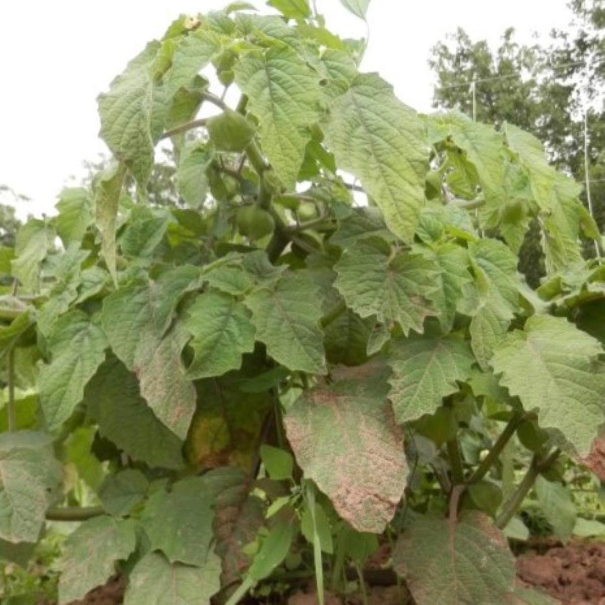 Machovka nízka Dulceria – semená Physalis pruinosa