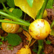 Semená machovky dužnoplodej Aurora – Physalis philadelphica