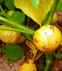 Semená machovky dužnoplodej Aurora – Physalis philadelphica