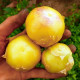 Semená machovky dužnoplodej Aurora – Physalis philadelphica