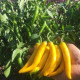 Semená chilli Cayellow – Capsicum annuum – 8 ks