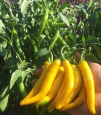 Semená chilli Cayellow – Capsicum annuum – 8 ks