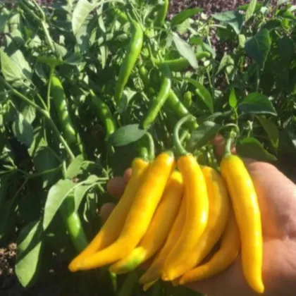 Semená chilli Cayellow – Capsicum annuum – 8 ks
