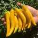 Semená chilli Cayellow – Capsicum annuum – 8 ks