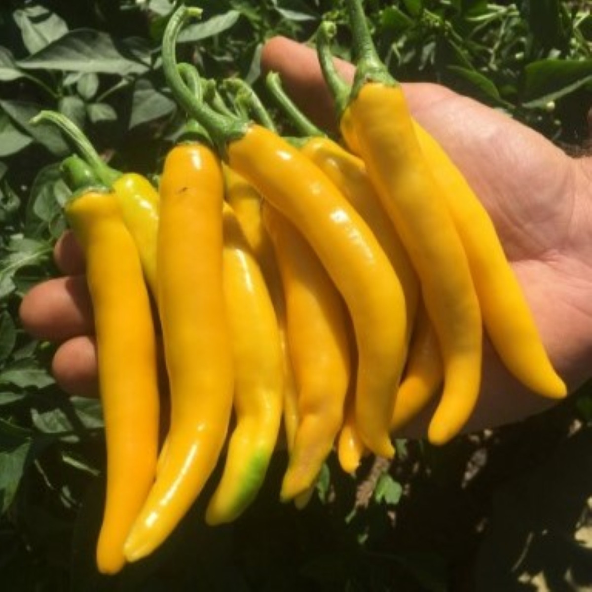 Semená chilli Cayellow – Capsicum annuum – 8 ks