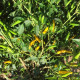 Semená čili Chilli Sipka Zitronen – Capsicum annuum