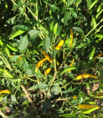 Semená čili Chilli Sipka Zitronen – Capsicum annuum