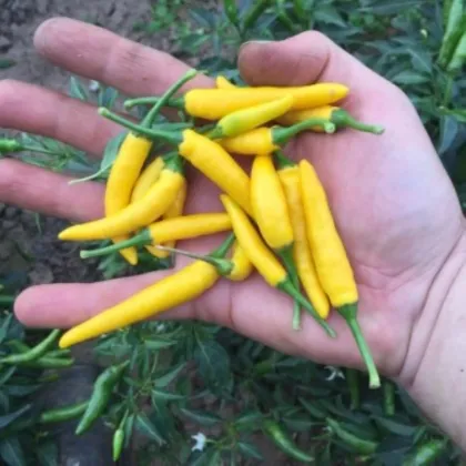 Semená čili Chilli Sipka Zitronen – Capsicum annuum