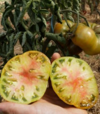 Ananásový rajčiak Ananori – Solanum lycopersicum – semená