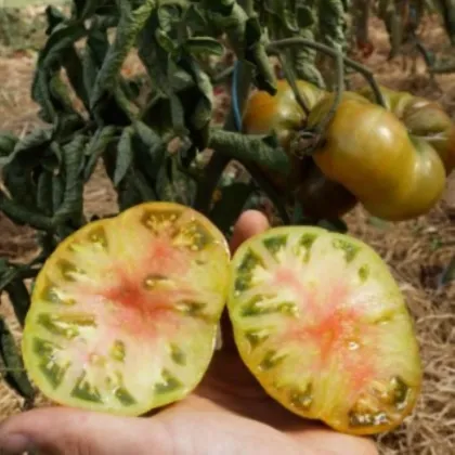 Ananásový rajčiak Ananori – Solanum lycopersicum – semená