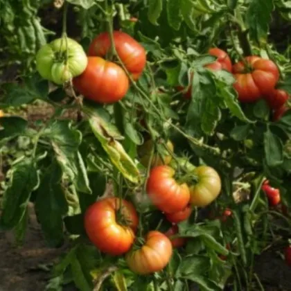 Semená paradajky Capseya paprikovitého tvaru