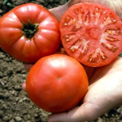 Semená paradajky Capseya paprikovitého tvaru