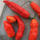 BIO Chilli Naga Jolokia – semená Capsicum chinense