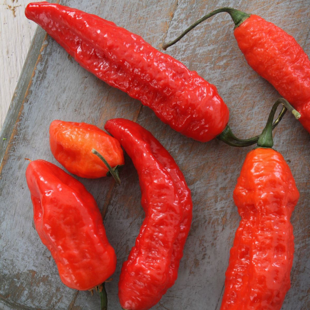 BIO Chilli Naga Jolokia – semená Capsicum chinense