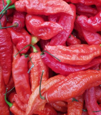 BIO Chilli Naga Jolokia - Capsicum chinense - semená chilli - 8 ks