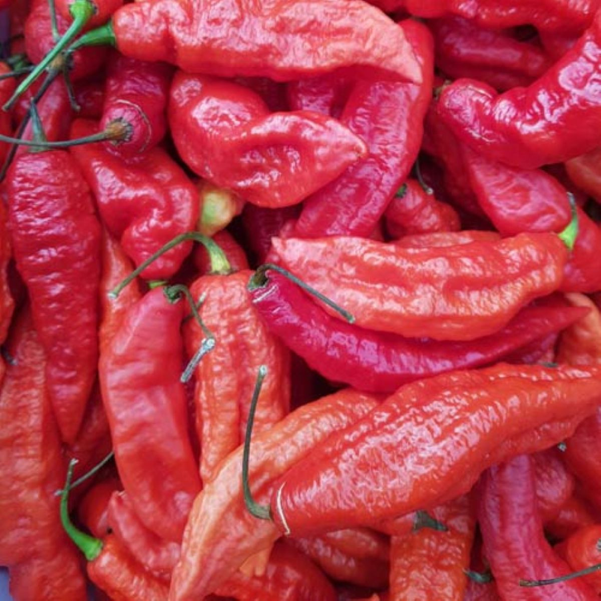 BIO Chilli Naga Jolokia – semená Capsicum chinense