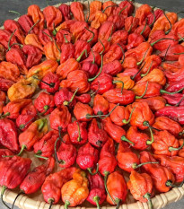 BIO Chilli Naga Jolokia – semená Capsicum chinense