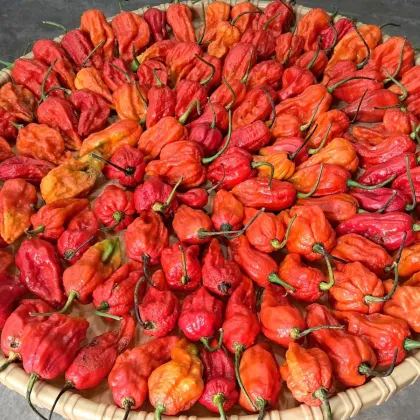 BIO Chilli Naga Jolokia – semená Capsicum chinense