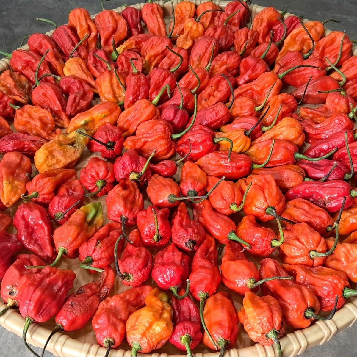BIO Chilli Naga Jolokia – semená Capsicum chinense